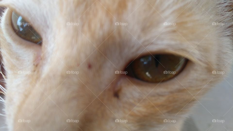 Her this pooosi cat kind of beautiful face image 
I really excited I can publishing in my intelligence skills for the photography