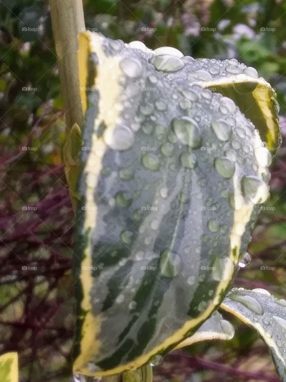 droplets on a leaf
