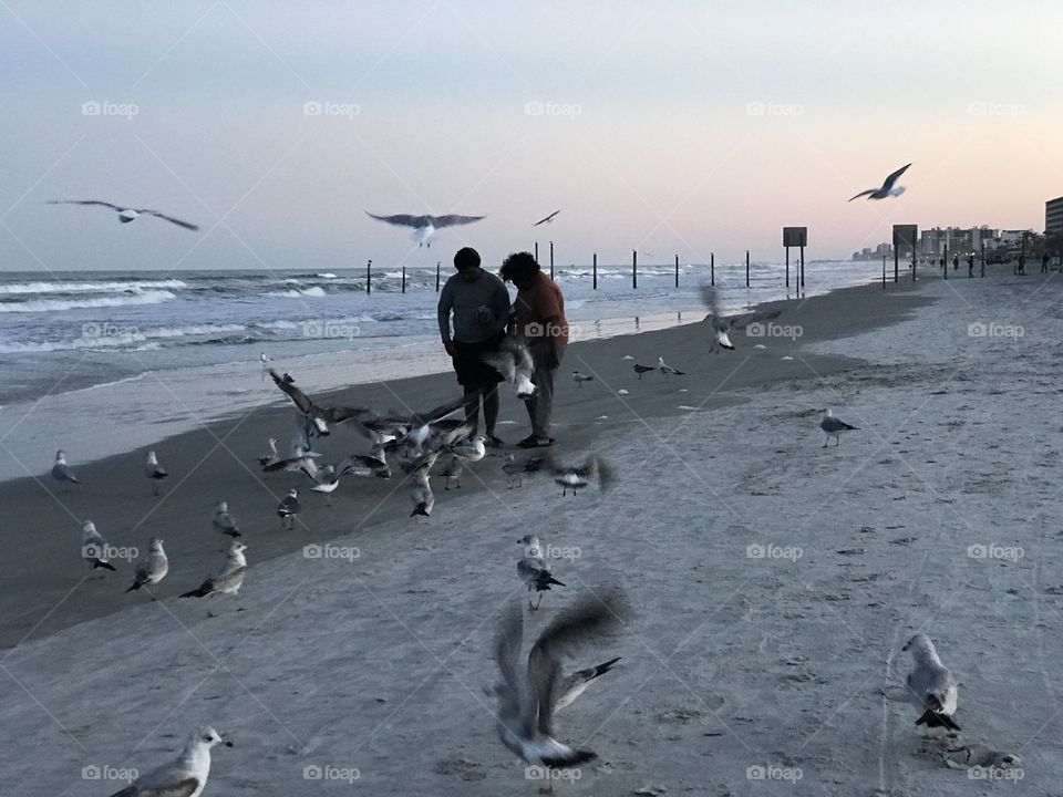 Seagulls, No Person, Water, Winter, Bird