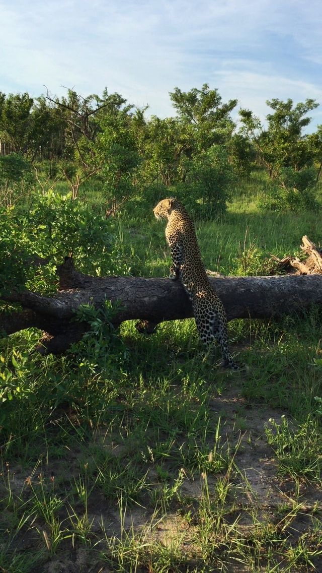 Leopard