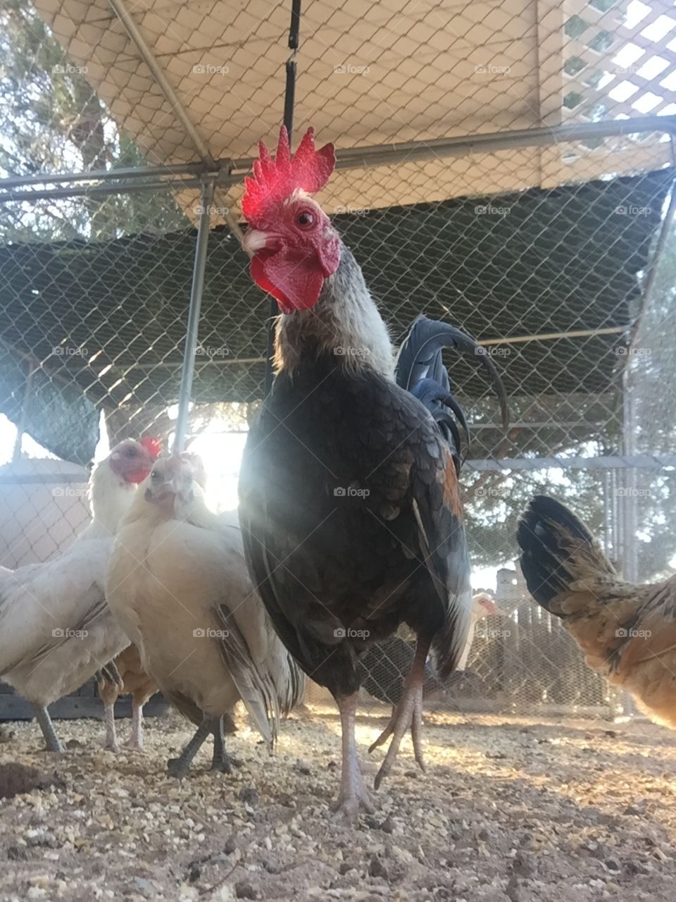 Rooster & hens