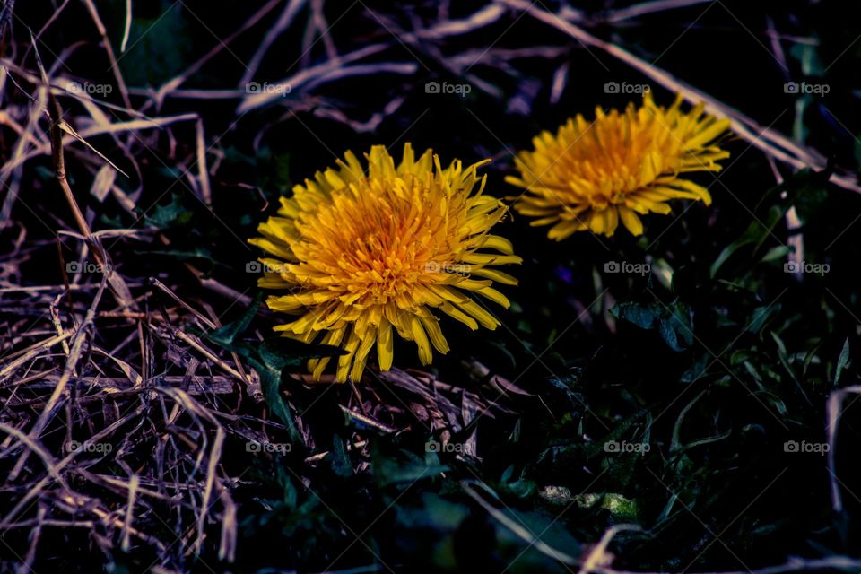 two dandelions growing beside each other