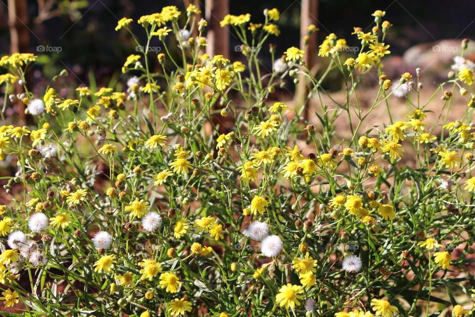 Yellow flowers 