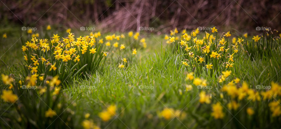 Spring flowers in London