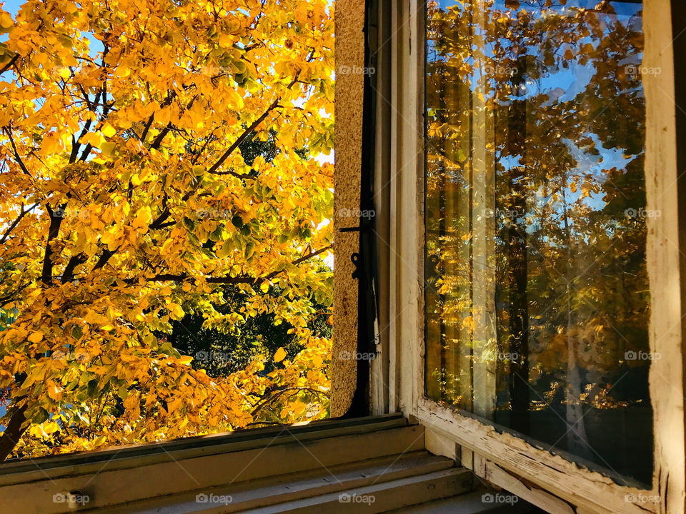View from my window of a beautiful, golden and yellow tree.