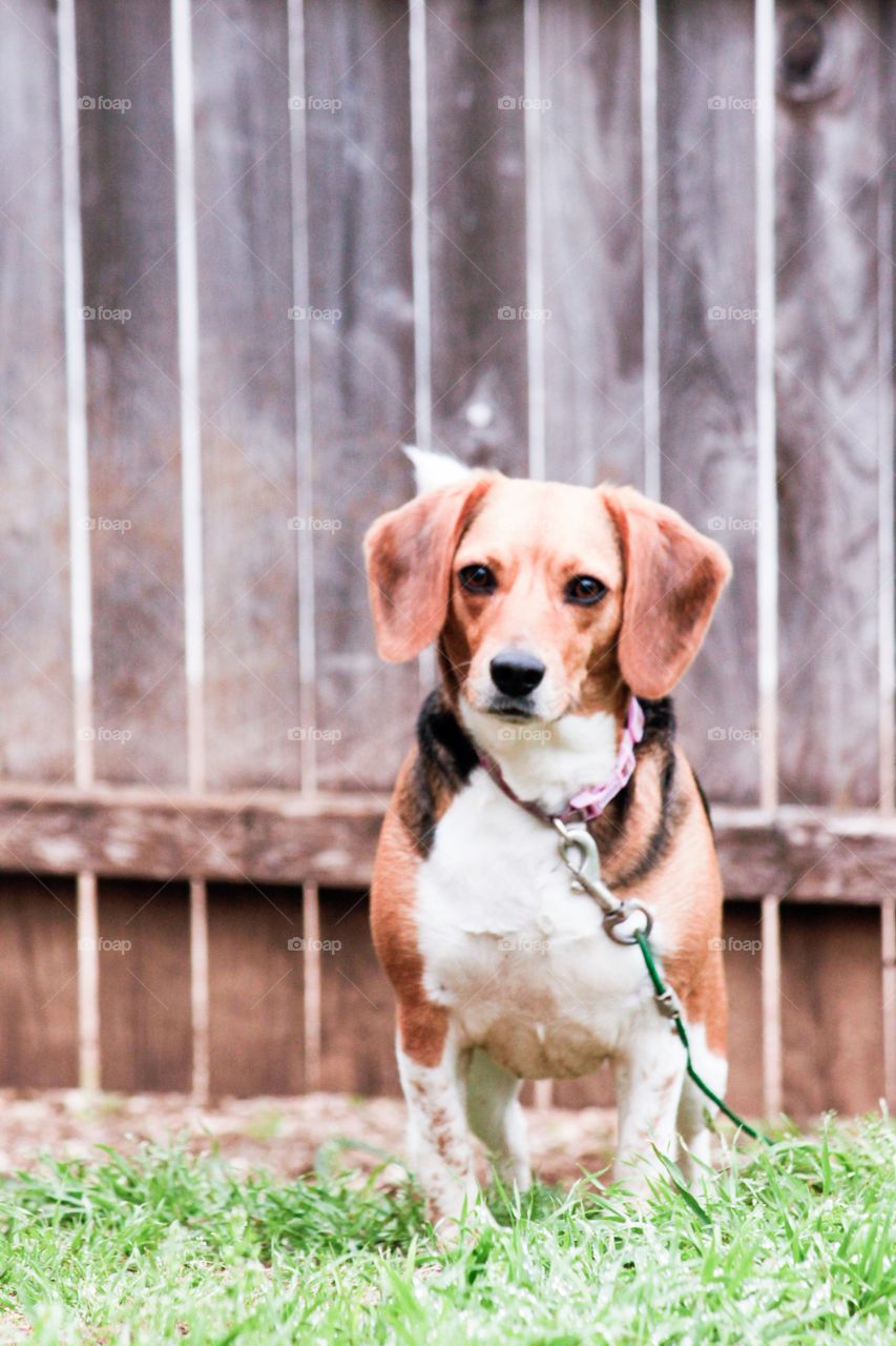 Precious young mini-beagle 