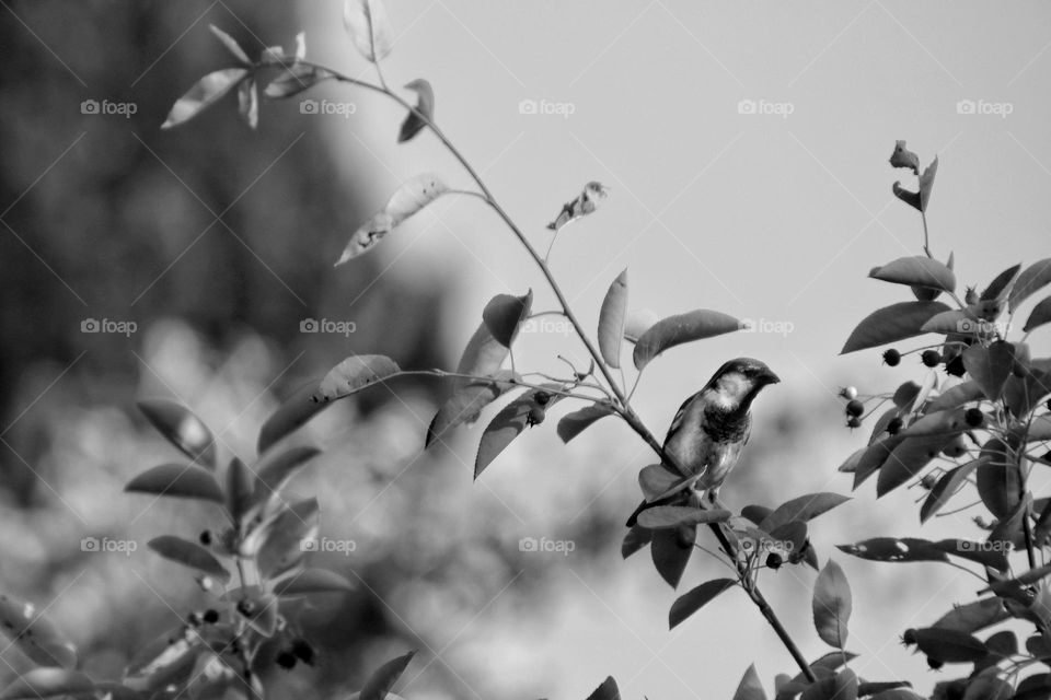 Black and white photo of a sparrow in a tree with berries 