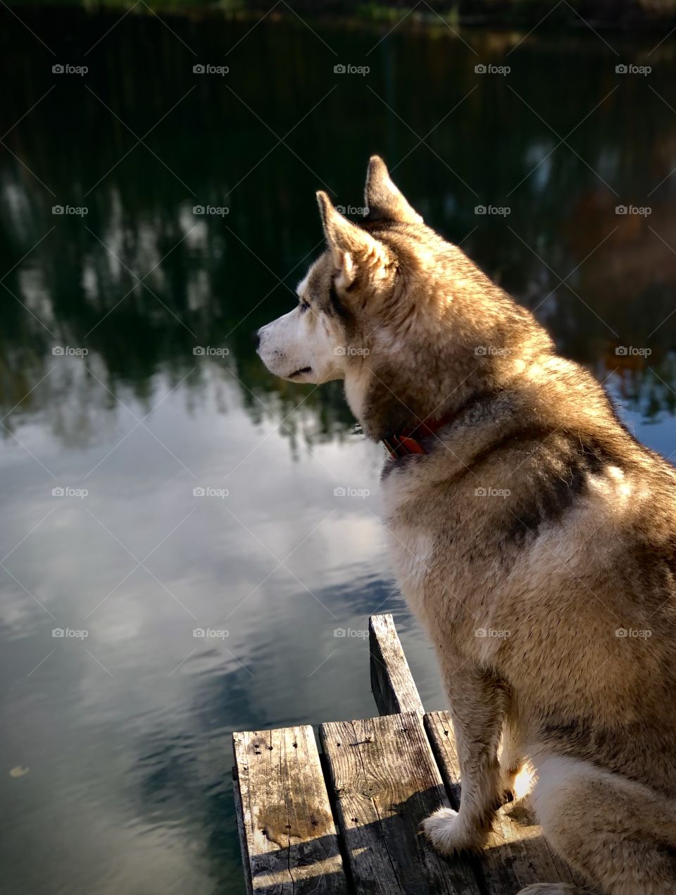 Closeup of sitting husky on fishing pier 