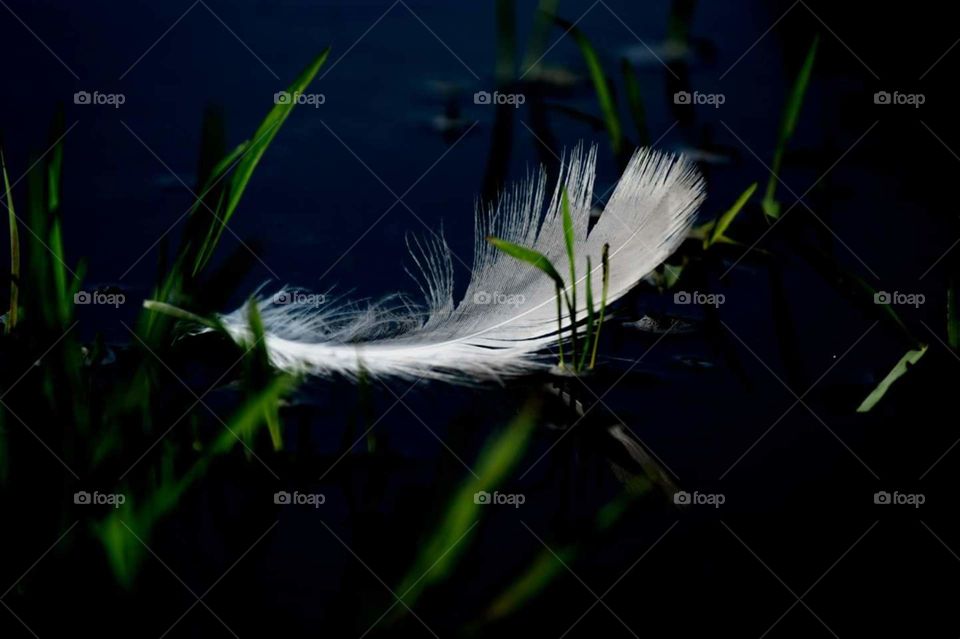 feather