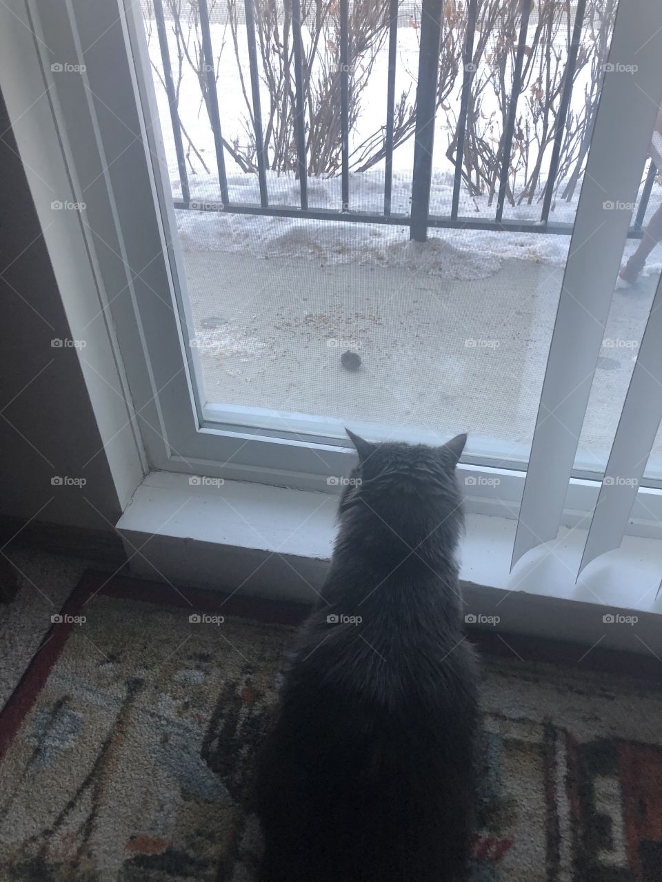 Cat found a mouse but nothing happens 