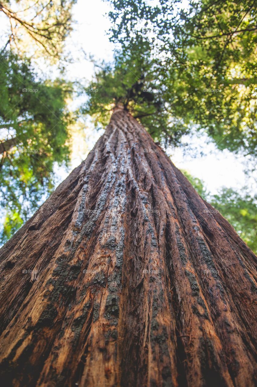 Bark Textures. Muir Woods