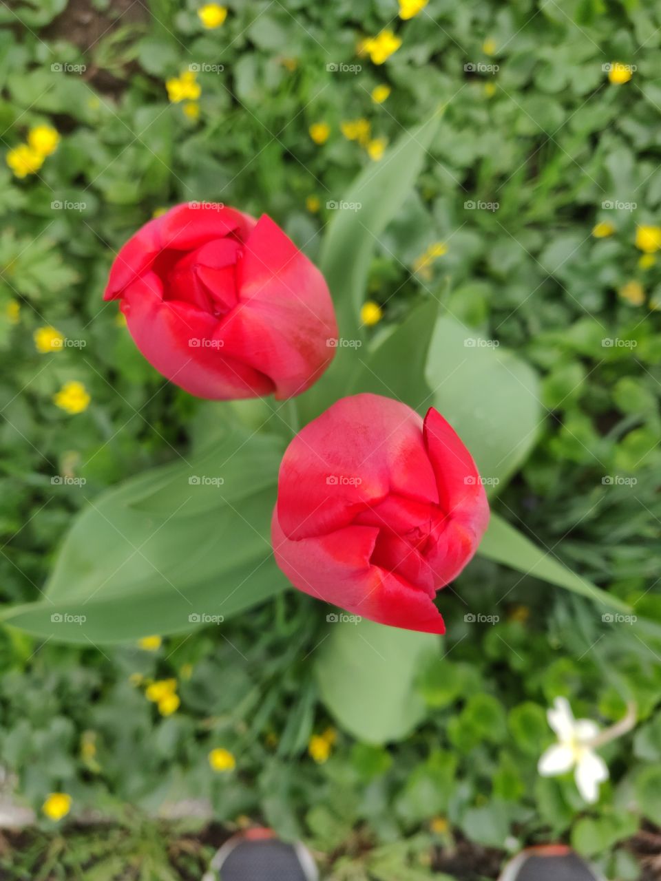 tulips