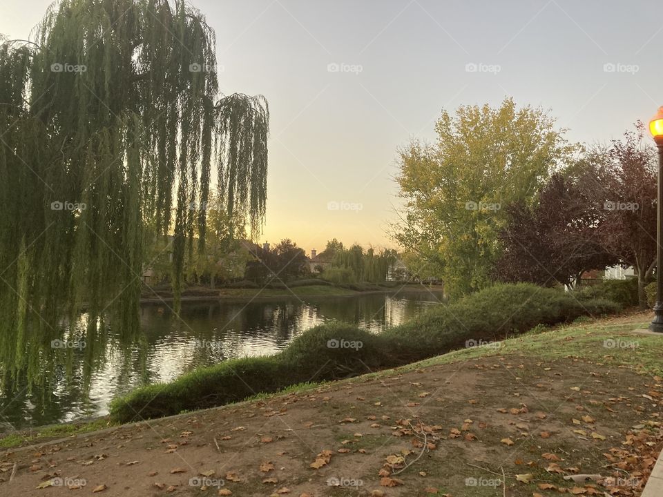 Willow tree at sunset by the pond 