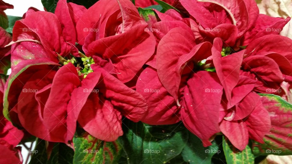 poinsettias flowers,  bright color