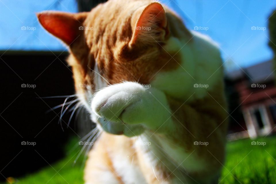 Cat bathing in the sun