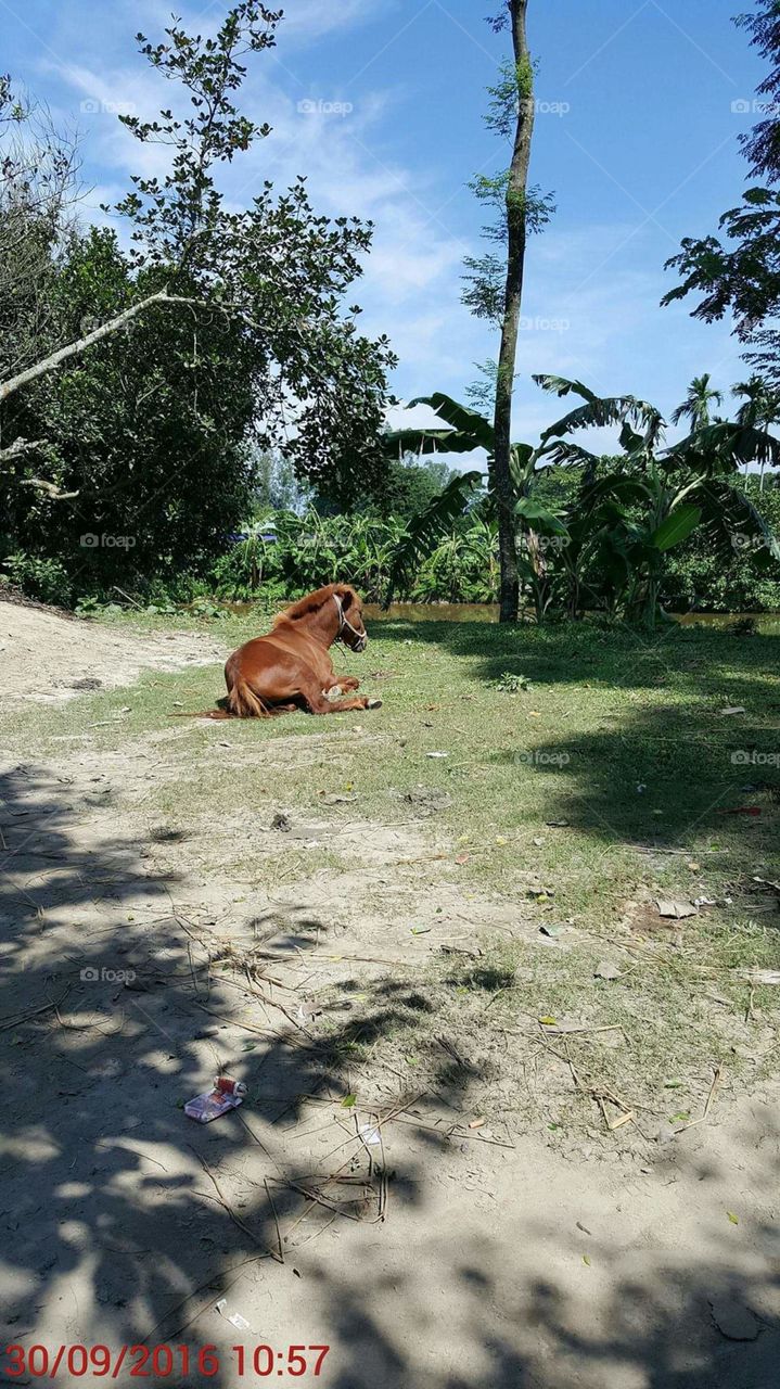 Horse 🐎 in Vuna