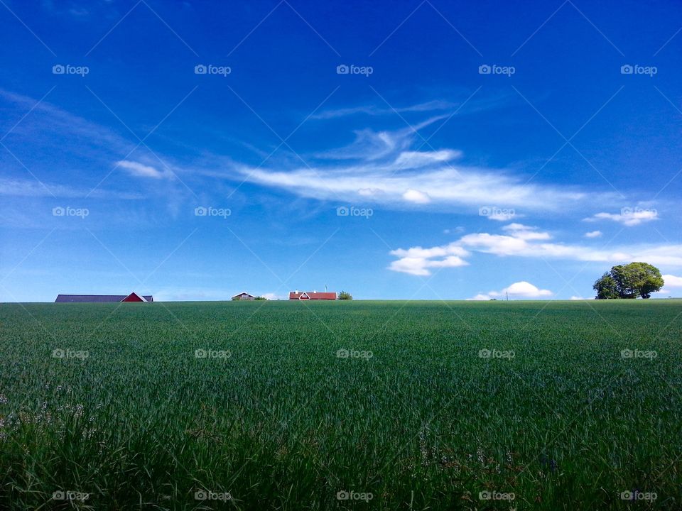 Swedish summer landscape
