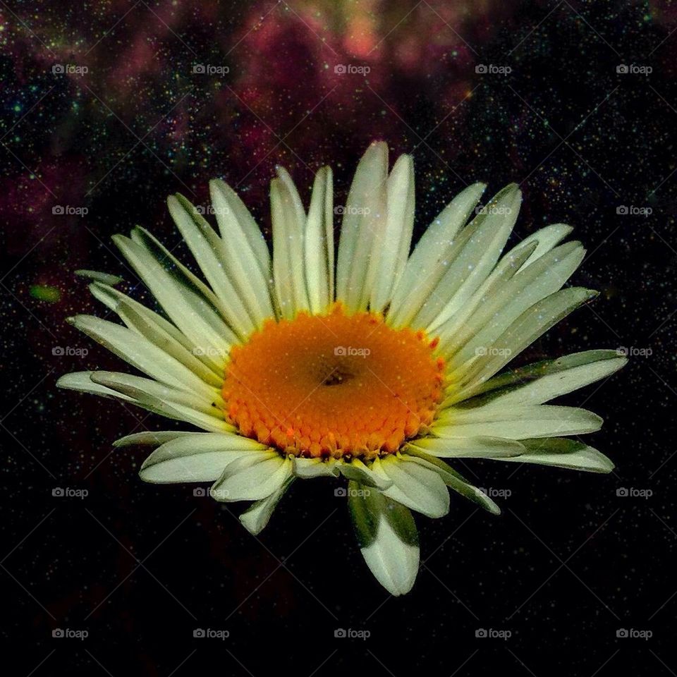 Heaven in a wild flower 