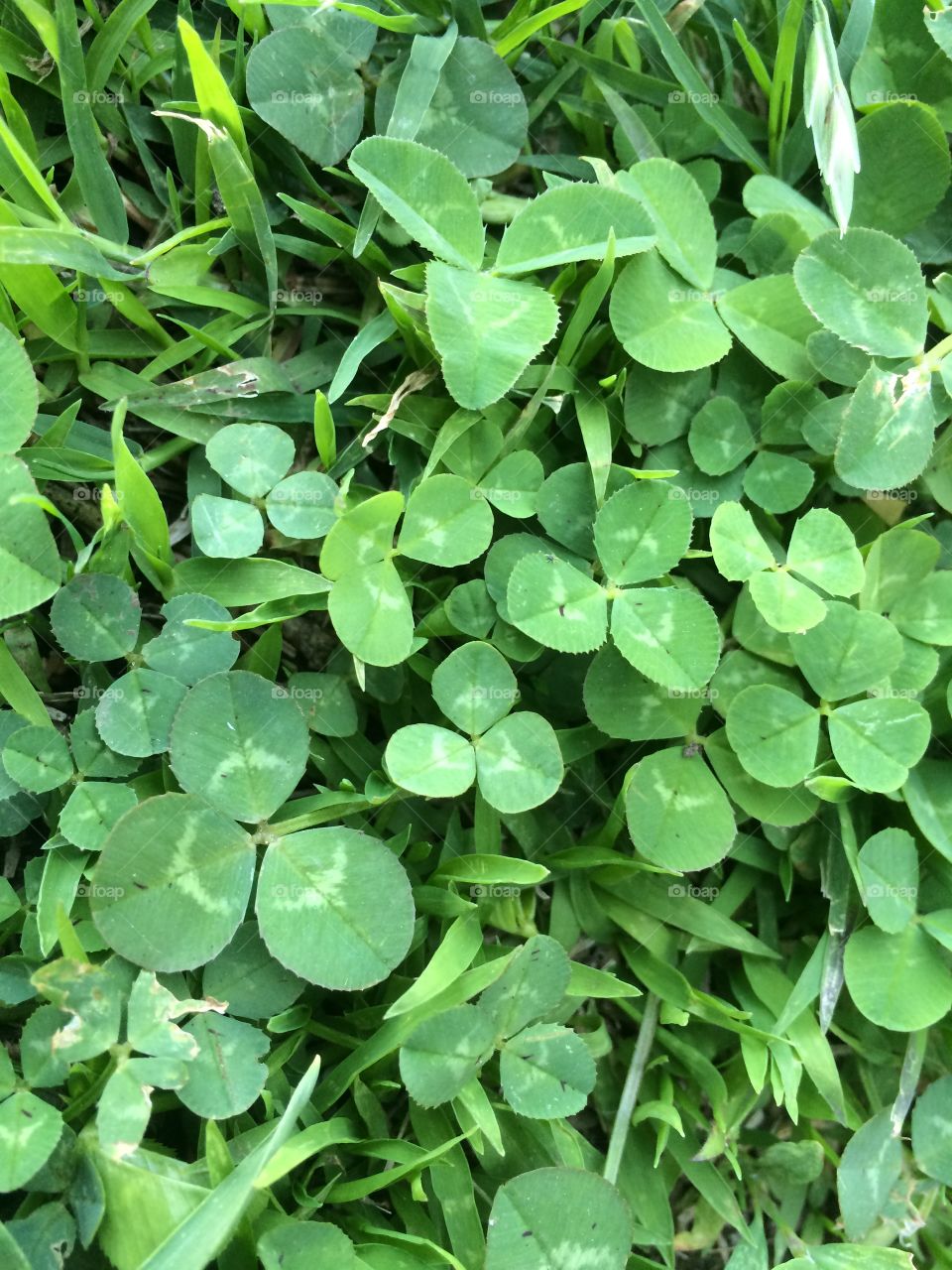 Clover patch. Patch of clover