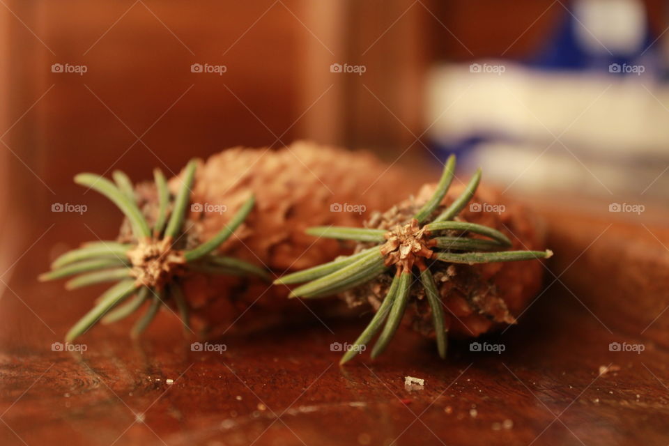 close-up macro of pine cones