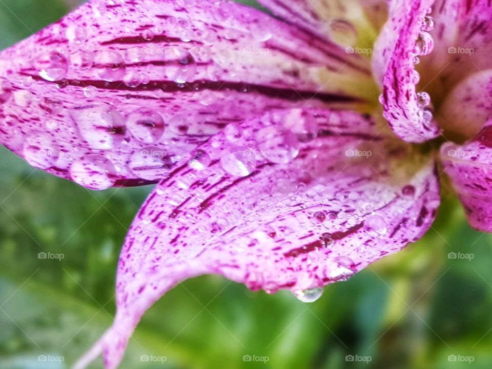 Water droplet on purple flower