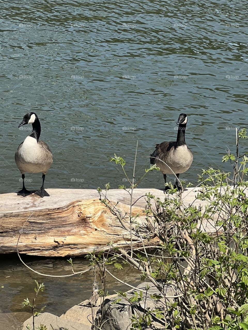 Geese 