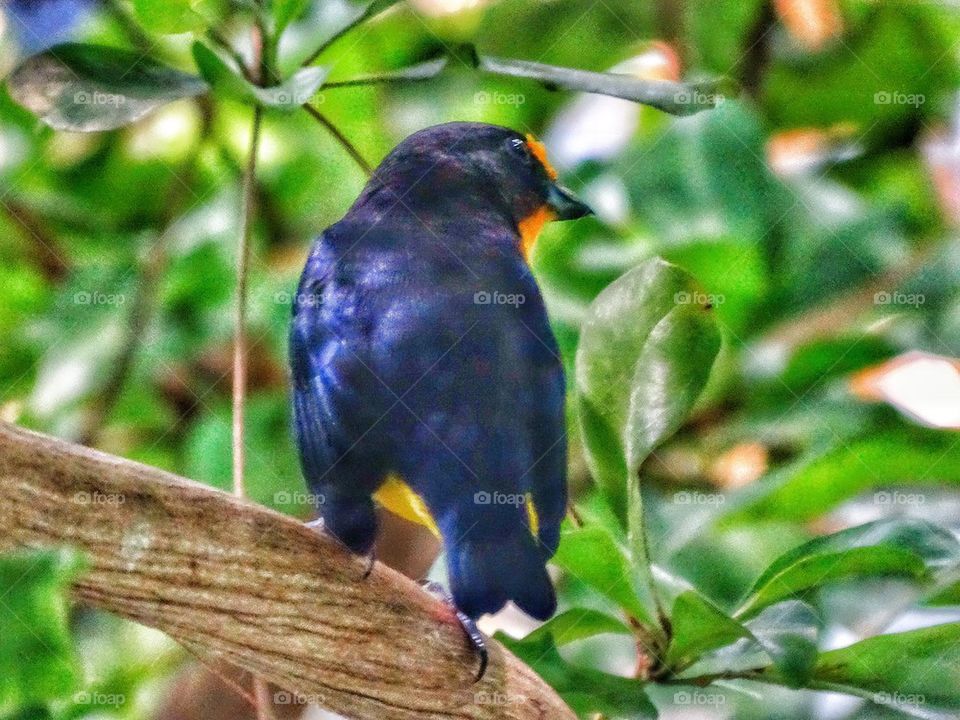 Colorful Songbird In The Jungle
