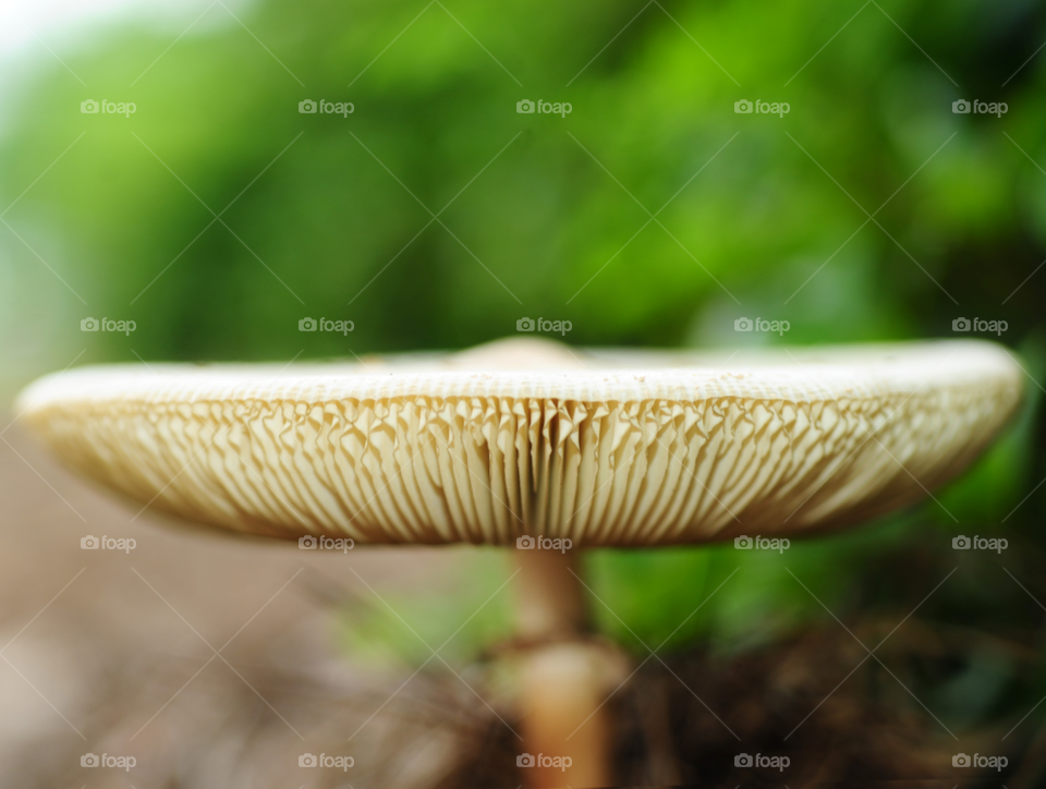 field macro closeup mushroom by lightanddrawing