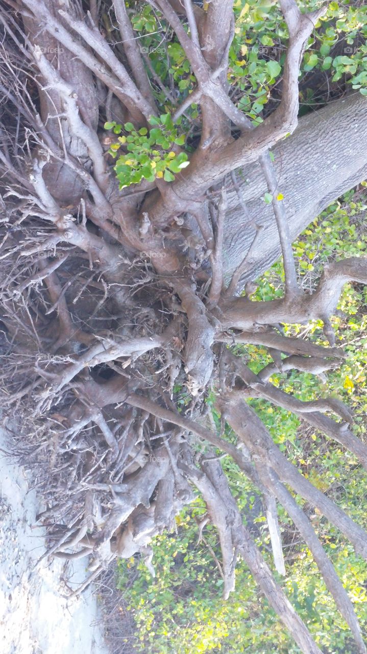 wild roots