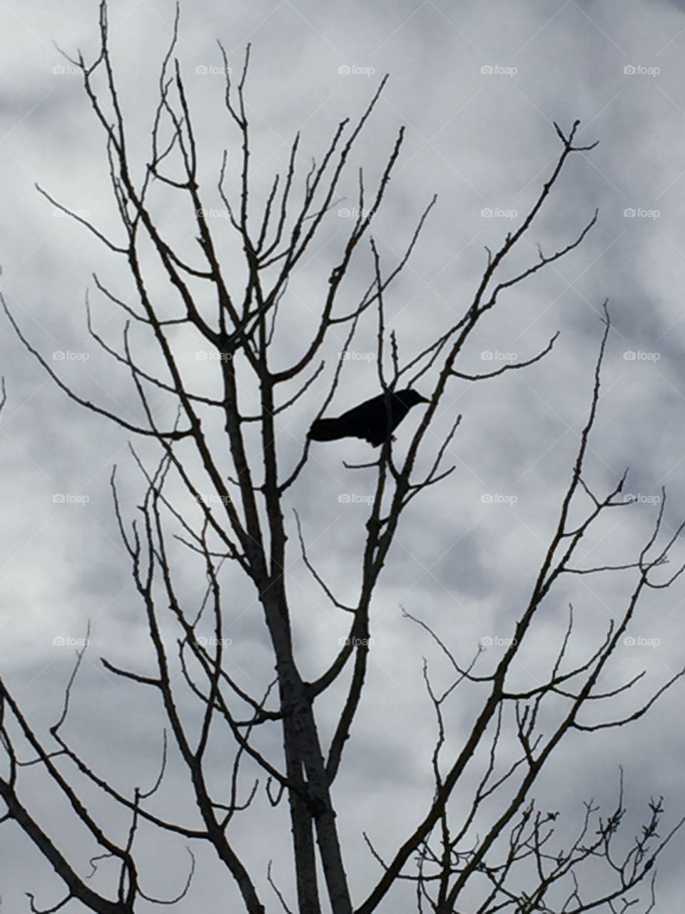 A large raven in the tree today claiming his territory they can be nosy that time .