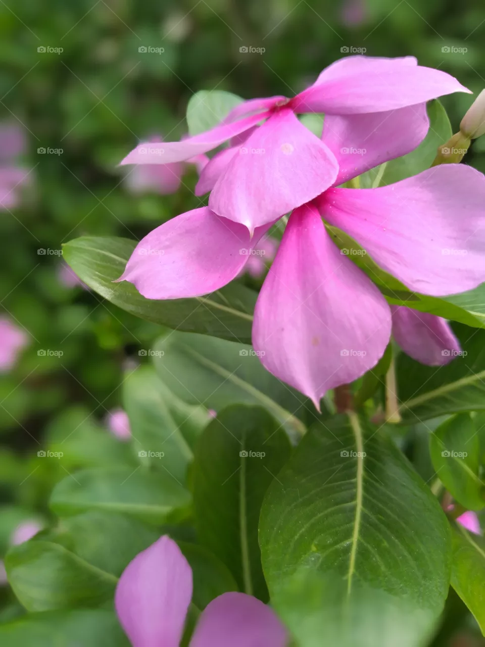 beauty of flower is not be compared with anything in the world