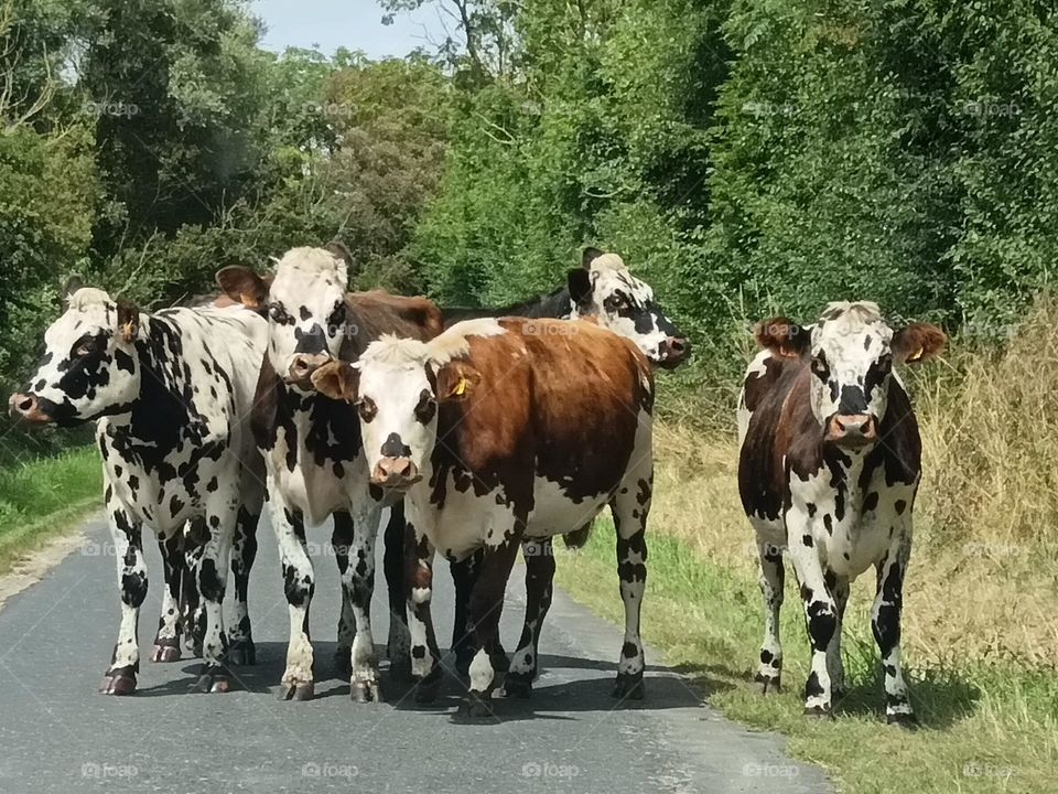 Cows on the road