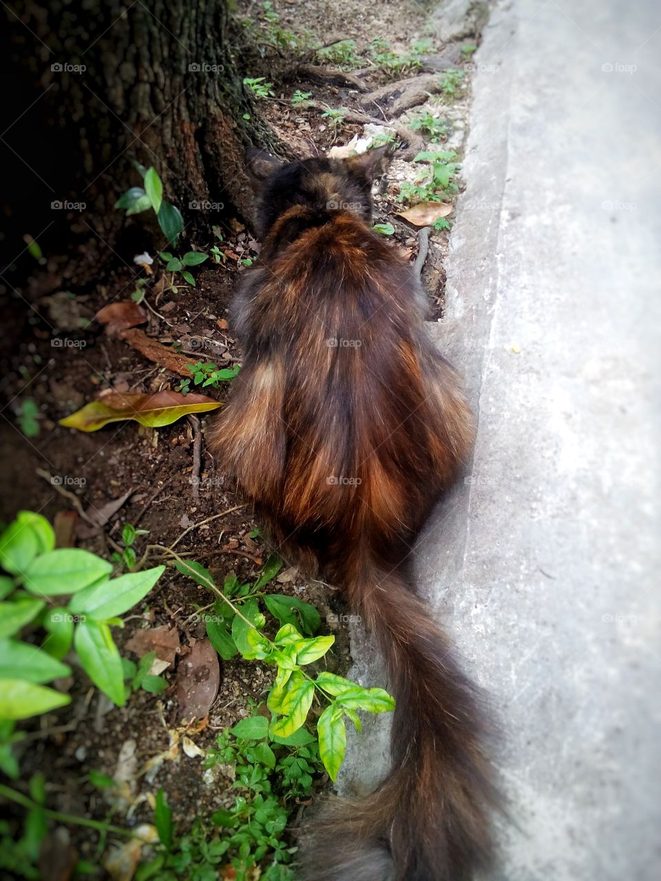 the cat is hiding😺😽