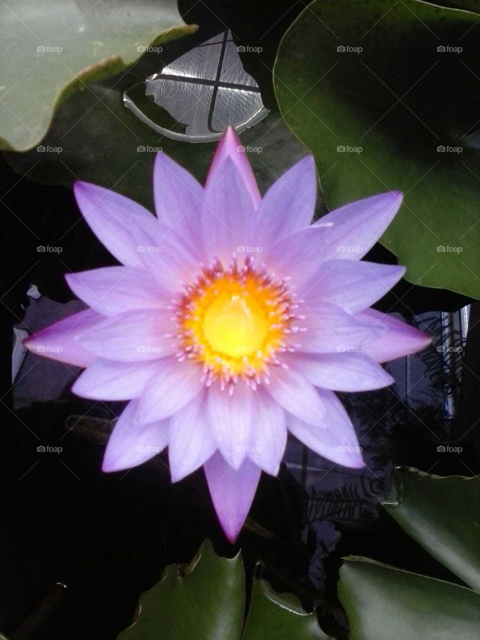 Lotus full bloom