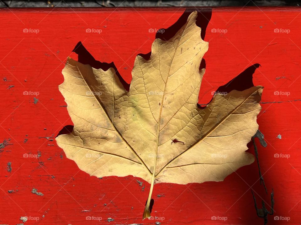 Brown leave in red background 