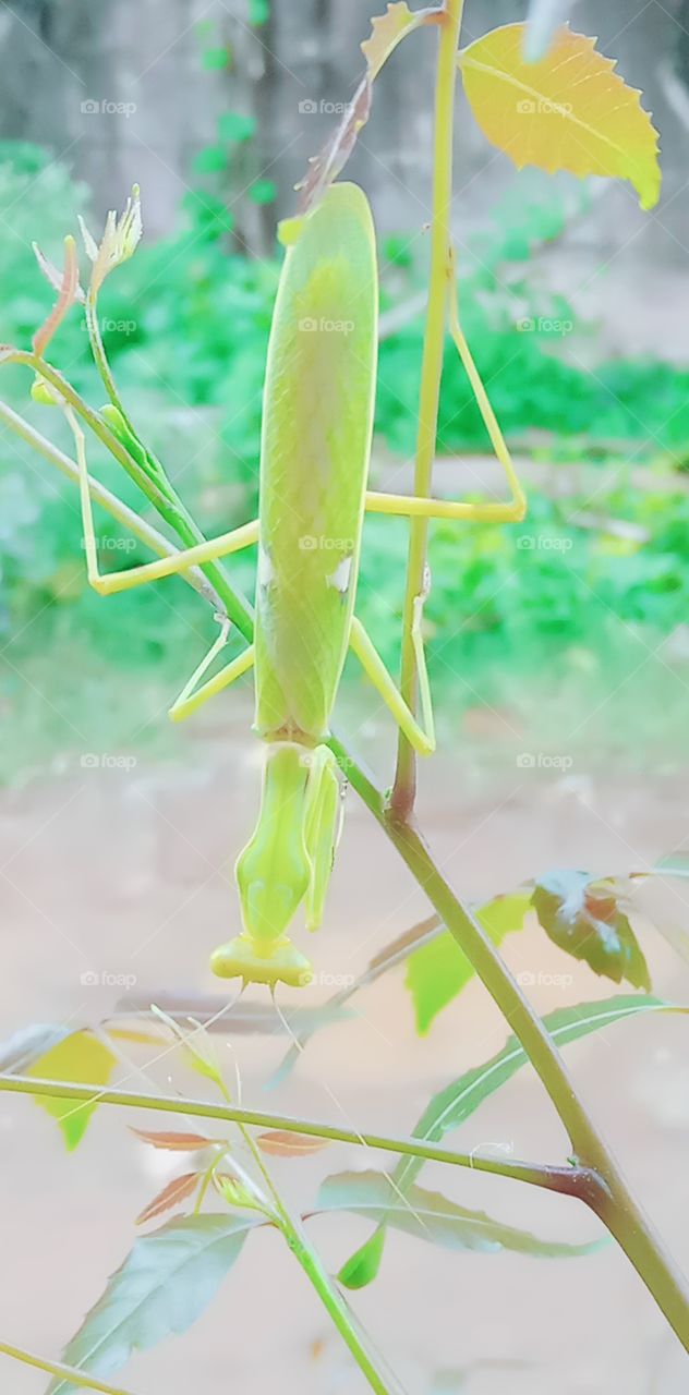 Light: Natural vs artificial