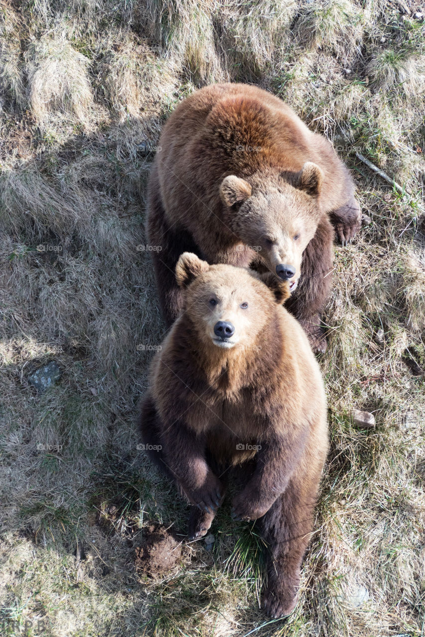 High angle view of two bears