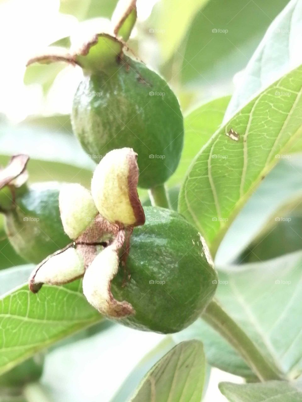 Cute small Guava