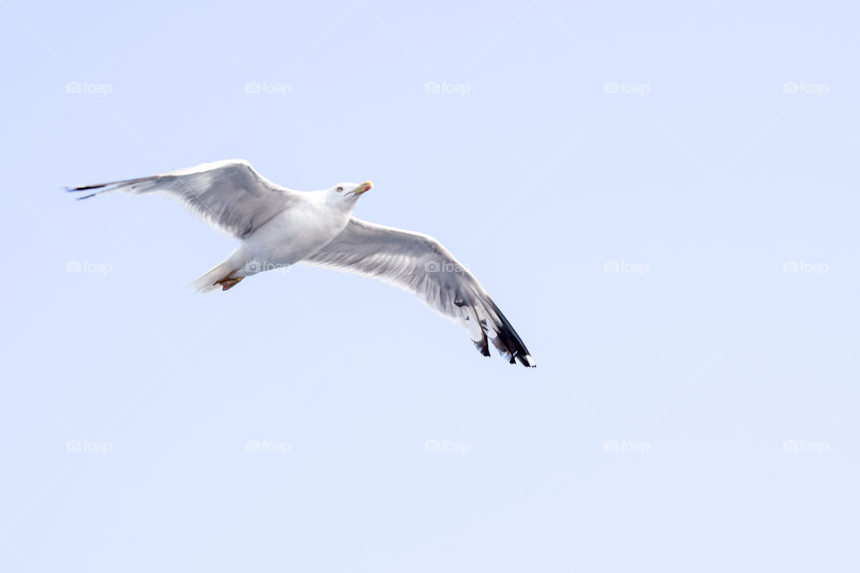 Seagull Flying In The Sky
