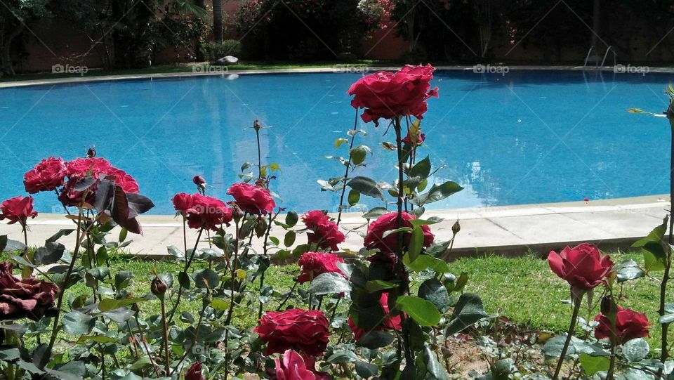 Beautiful red flower in the garden