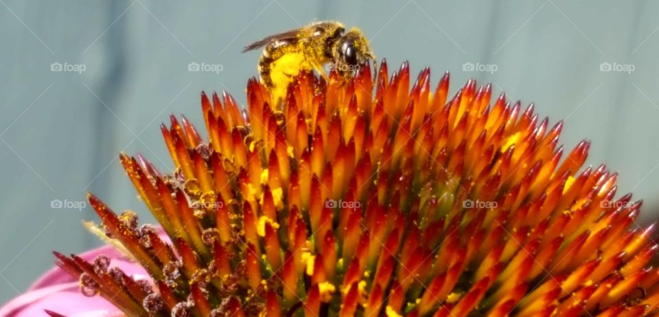 watering my garden this morning I saw this little bee covered in pollen but he kept coming back fir more. I planted my garden for bees, butterflies and hummingbirds.