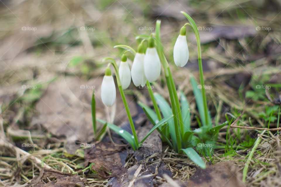 first flowers