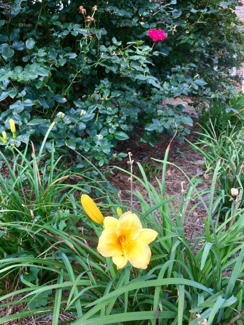 Daffodils and a rose bush.