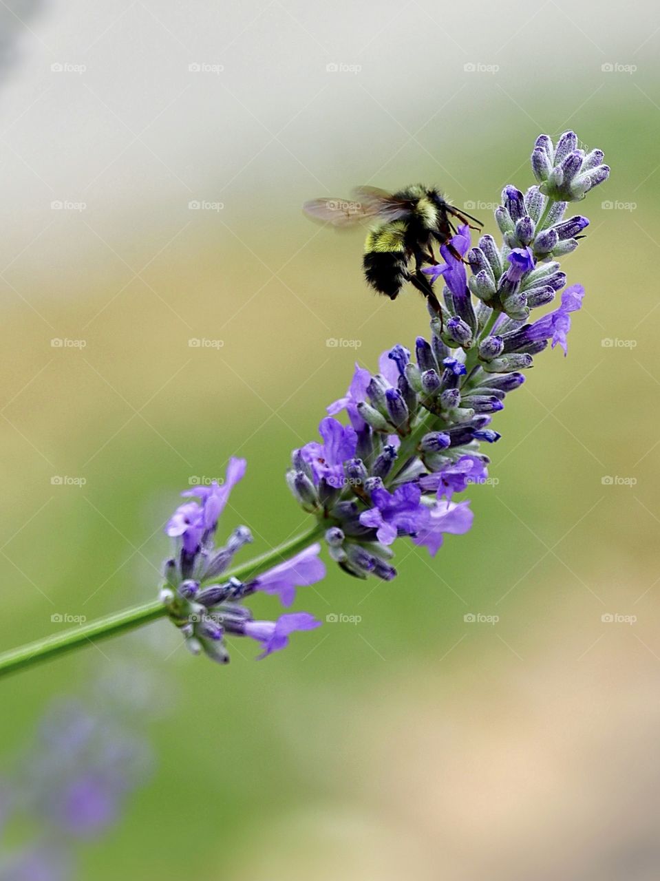 Portrait of a Plant. Lavender is a bee’s best friend on a clear summer day in Tacoma, Washington 