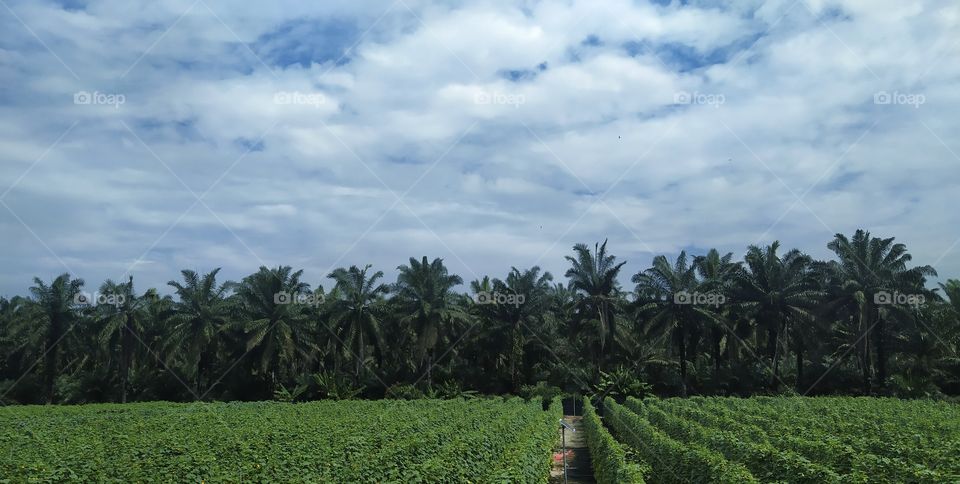 Fertigation Farm in front of oil palm plantations