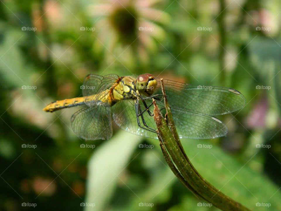 dragonfly sits on a plant