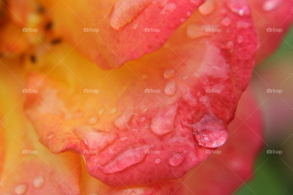 Water drops on a rose