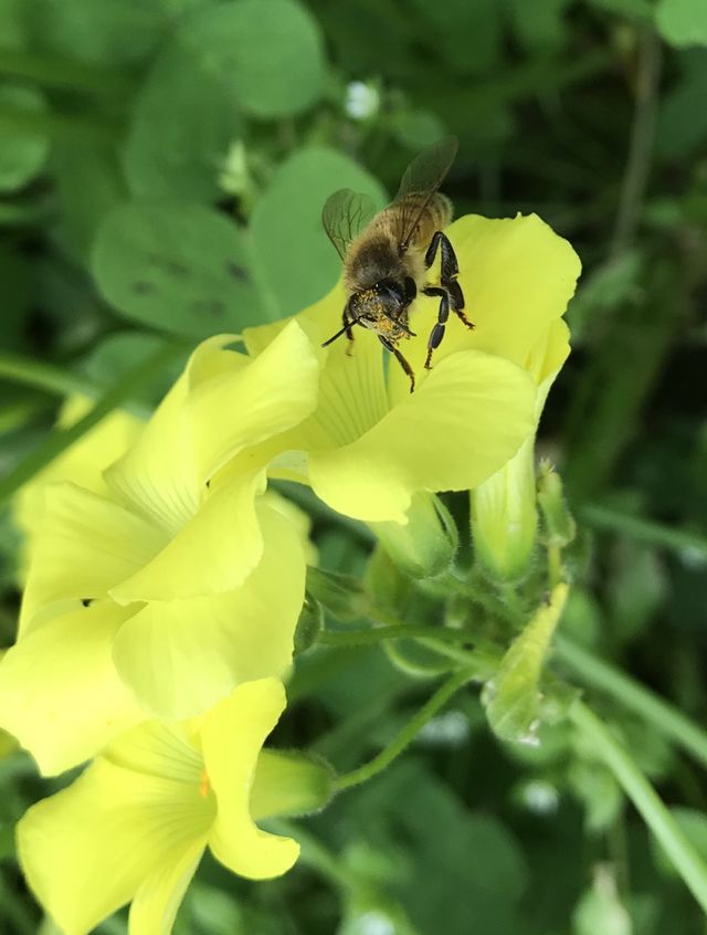 Honey Bee on Yellow Flower