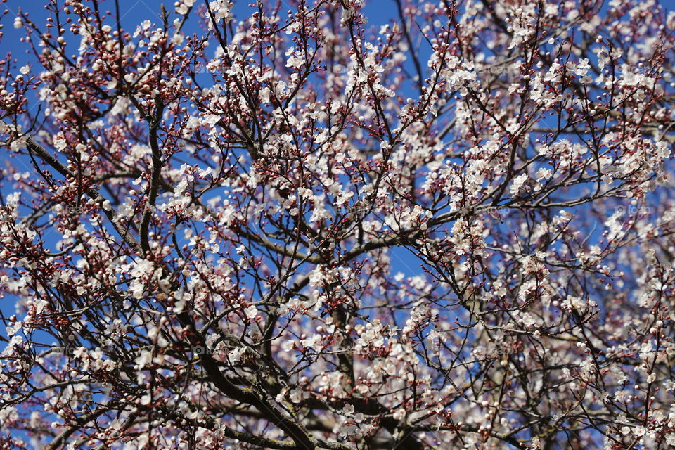 Blue sky picking through dense branches of plum tree with magnificent white blossoms in early spring 