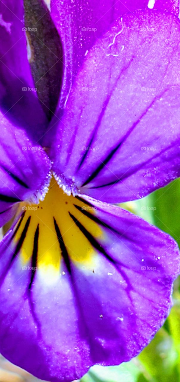 Closeup photo of sunlit pansy bloom. Colors & details of pansy are clear and bright.